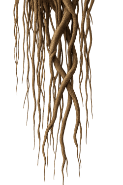 aerial-roots aerial-roots