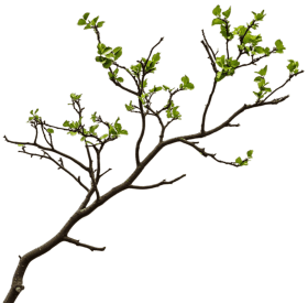 tree-branch-small tree-branch-small