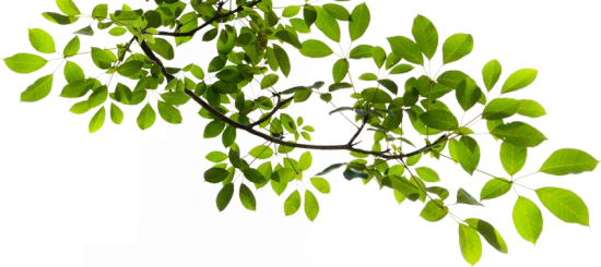 tree-branch-with-leafs tree-branch-with-leafs
