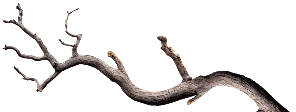 tree-trunk tree-trunk