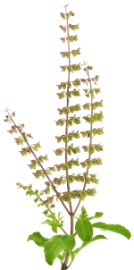 tulsi-flowers tulsi-flowers